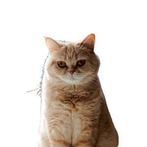 A Cute Ginger Cat With Fluffy Fur Sitting Indoors, Exuding Warmth And Cuteness. 17460 - Cat PNG image with transparent background